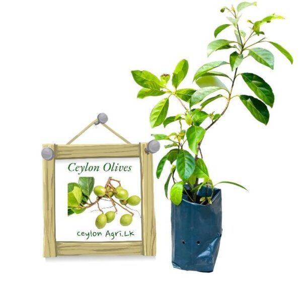 Ceylon Olives