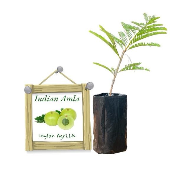 Beheth Nelli | Indian Gooseberry | විදේශීය බෙහෙත් නෙල්ලි (බද්ධ පැළ)