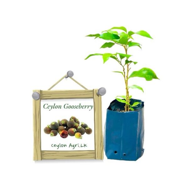 Gooseberry | ගුස්බේරිය (ලේයර් පැළ)