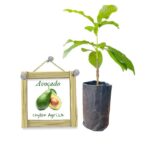 Avocado | අලිගැට පේර (බද්ධ පැළ)