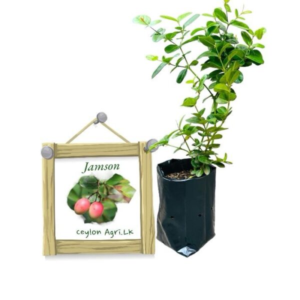 Jamson | ජැම්සන් (ලේයර් පැළ)