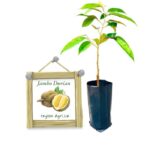 Jambo Durian | ජම්බො දූරියන් (බද්ධ පැළ)