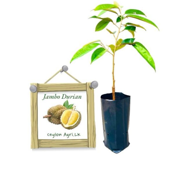 Jambo Durian | ජම්බො දූරියන් (බද්ධ පැළ)