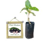 Thai Madan | තායි මාදං (බද්ධ පැළ) - Thai Variety