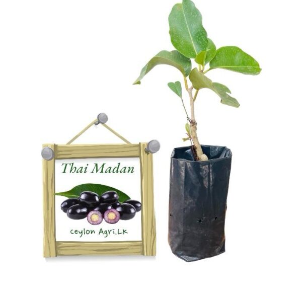 Thai Madan | තායි මාදං (බද්ධ පැළ) - Thai Variety