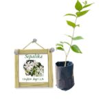 Sepalika | Night Flowering Jasmine | සේපාලිකා