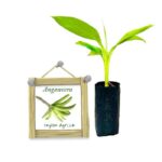angaweera-banana-ceylon-agri-best-healthy-plants angaweera-banana-ceylon-agri-best-healthy-plants