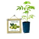 amabarella-ceylon-agri-best-healthy-plants amabarella-ceylon-agri-best-healthy-plants
