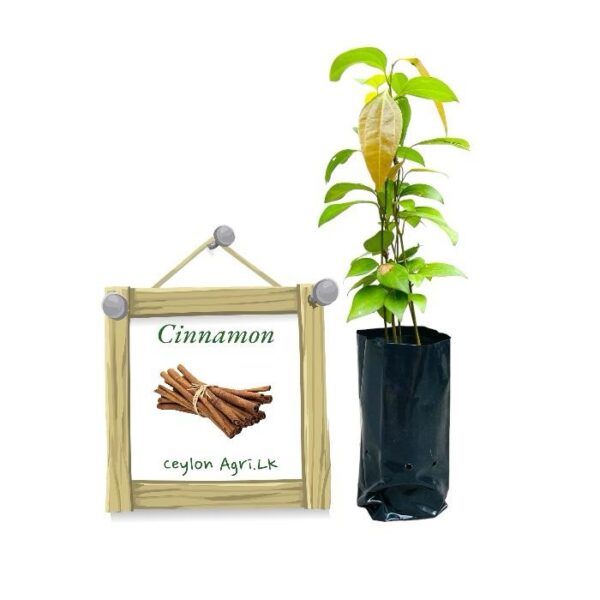 Kurudu | Cinnamon | කුරුඳු