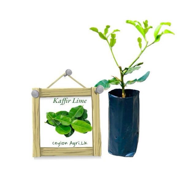 Kaffir Lime | කෆීර් දෙහි (බද්ධ පැළ)