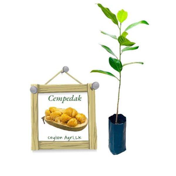 Durian Jackfruit | දූරියන් කොස් (බද්ධ පැළ)