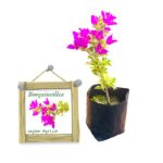 Bougainvillea Bougainvillea