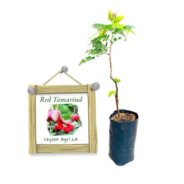 Red Tamarind | රතු සියඹලා (බද්ධ පැළ)