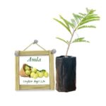 ceylon-gooseberry-ceylon-agri-best-healthy-plants ceylon-gooseberry-ceylon-agri-best-healthy-plants