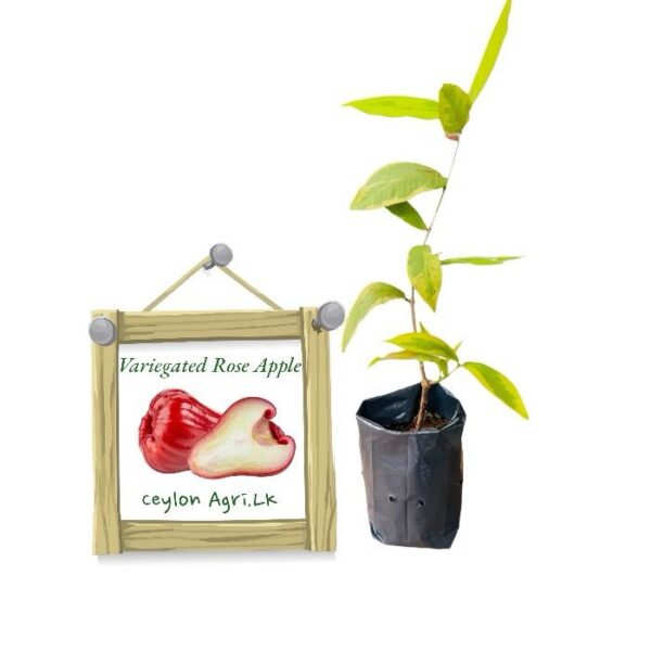 Variegated Rose Apple | වෙරිගේටඩ් ජම්බු