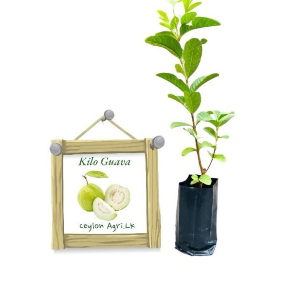 kilo-guava-ceylon-agri-best-healthy-plants