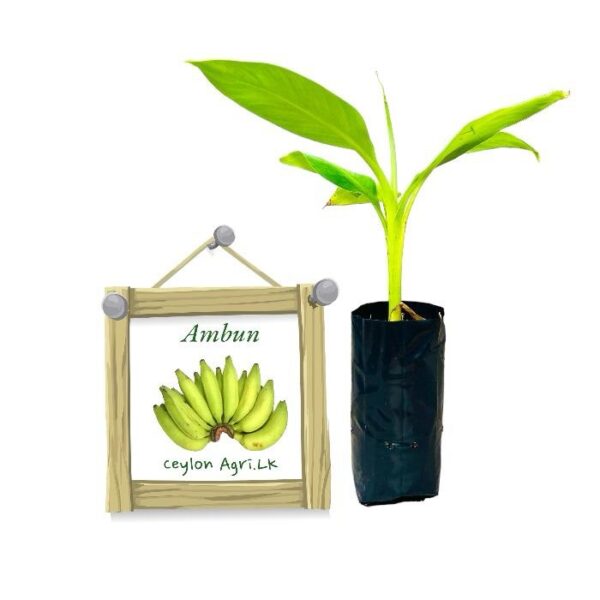 Banana | ඇම්බුන් කෙසෙල් (පටක රෝපණ)