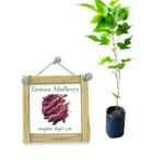 Mulberry | මල්බෙරි - Taiwan Variety