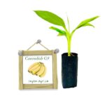 Cavendish Banana | කැවෙන්ඩිස් කෙසෙල්