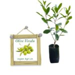 Olive Veralu | ඔලිව් වෙරළු (Layer)