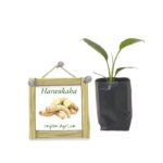 Harankaha | White Tumeric | හරන්කහ