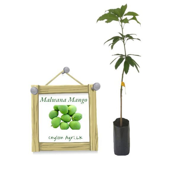 Malwana Mango | මල්වාන අඹ