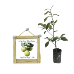 Ambul Dodam | ඇඹුල් දොඩම්