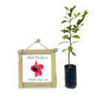 Mal Madara | මල් මදාරා