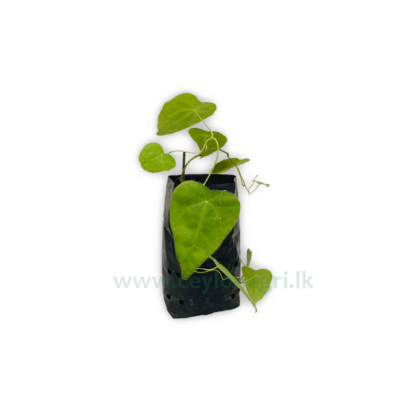 Kehioiththan Plant