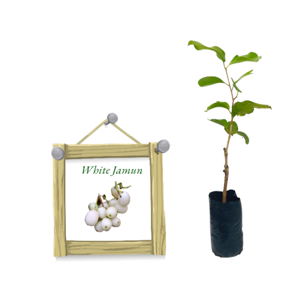 White Jamun | Sudu Madan | සුදු මාදං