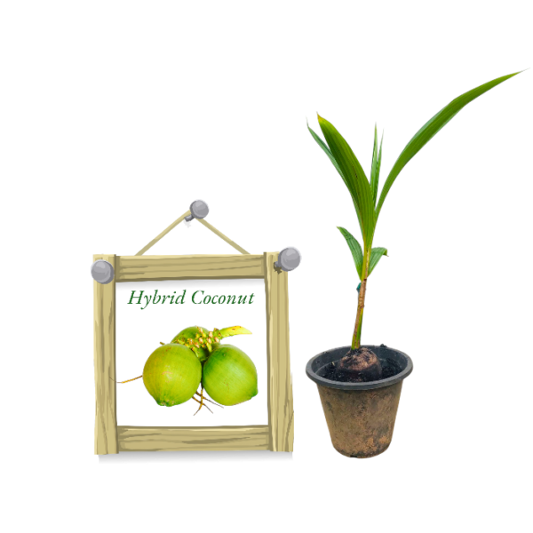Hybrid Coconut | මිටි හයිබ්රිඩ් පොල්