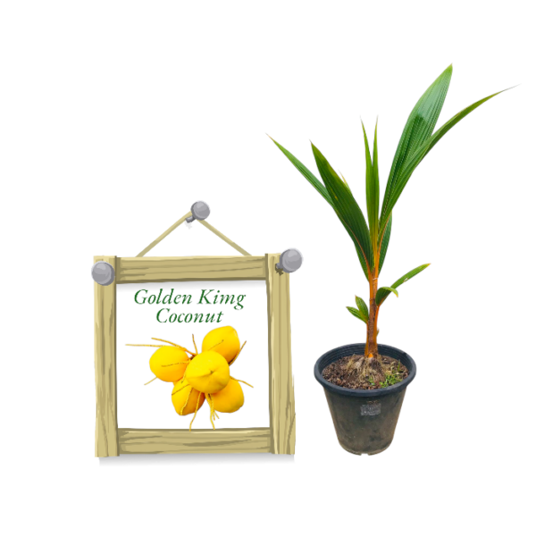 Golden King Coconut | රන් තැඹිලි