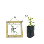 Monarakudumbiya | මොණර කුඩුම්බිය