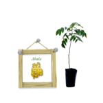 Ahala | ඇහැළ