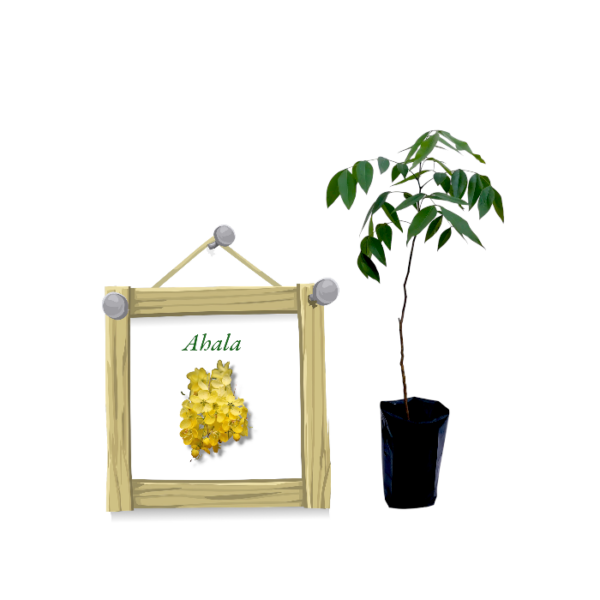 Ahala | ඇහැළ