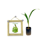 Coconut | පොල්