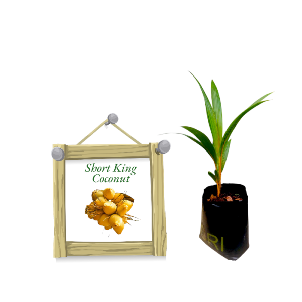 Short King Coconut | මිටි තැඹිලි