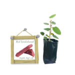 Rath Handun | Red Sandalwood | රත් හදුන්