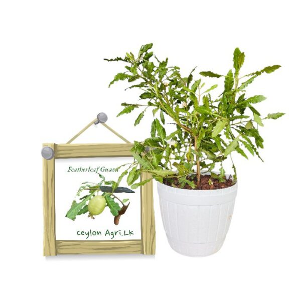 fetherleaf-guava-ceylon-agri-best-healthy-plants