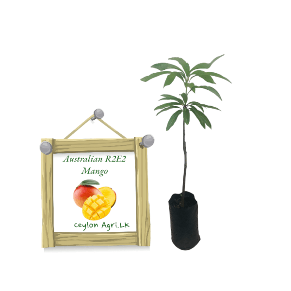 Australian R2E2 Mango | ඕස්ට්රේලියන් R2E2 අඹ