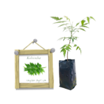 Kohomba Plant from Ceylon Agri - Best and Healthly Plants