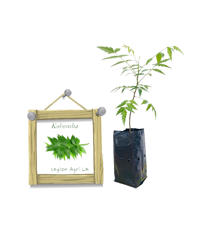 Kohomba Plant from Ceylon Agri - Best and Healthly Plants Kohomba Plant from Ceylon Agri - Best and Healthly Plants