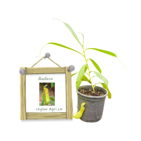 Badura from Ceylon Agri - Best and Healthly Plants