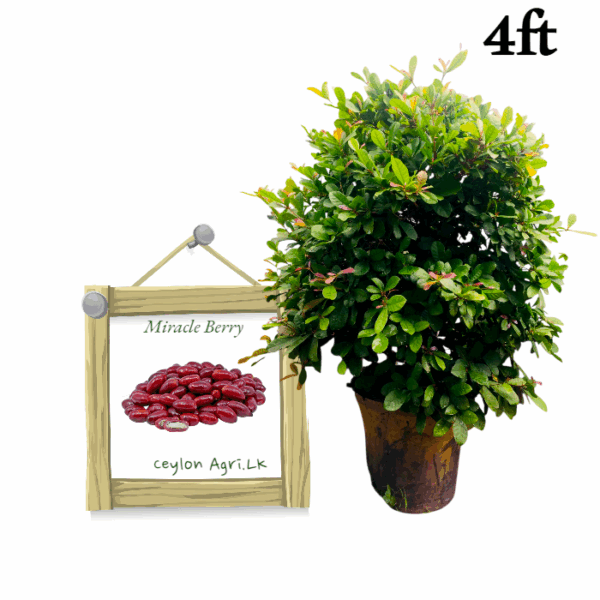 Miracle Berry | මිරකල් බේරි (4 ft Potted Layer Tree)