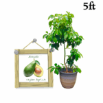 Avocado | අලිගැටපේර (5 ft Potted Bud Tree)