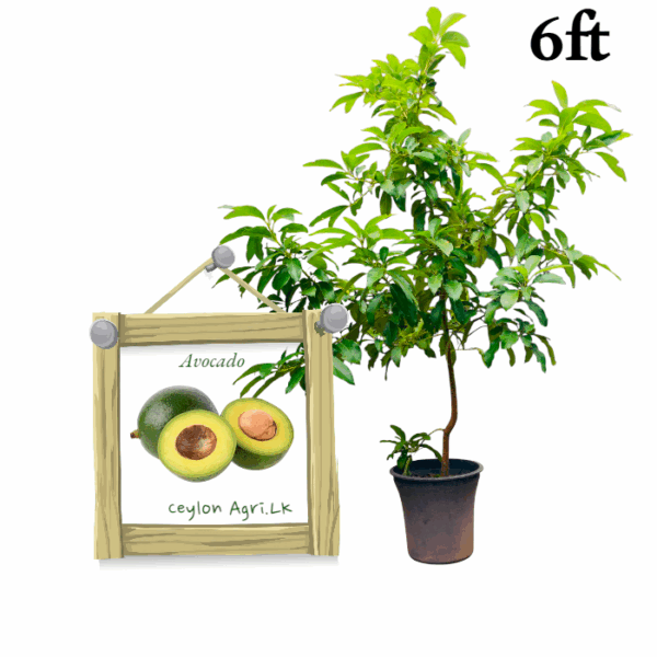 Avocado | අලිගැටපේර - Booth (6ft Potted Bud Tree)