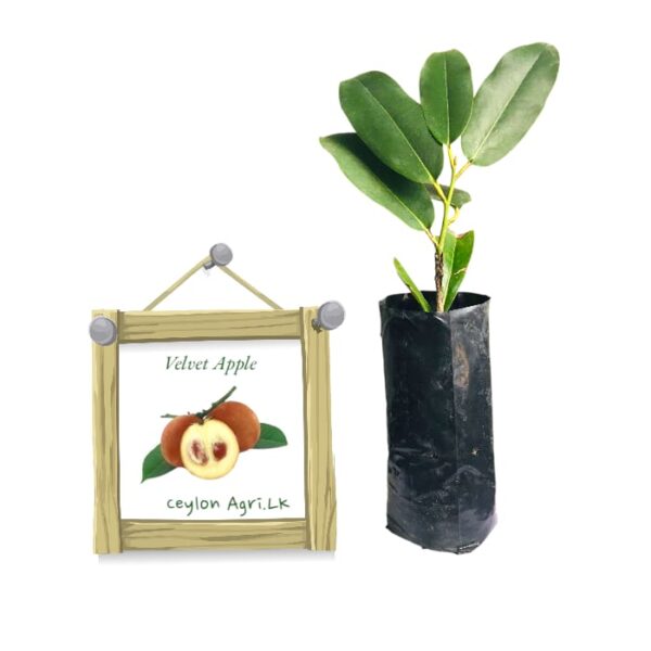 Velvet Apple | වෙල්වට් ඇපල් (බද්ද පැළ)