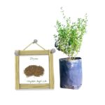 Thyme | තයිම්