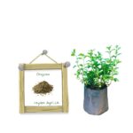 Oregano | ඔරිගානෝ