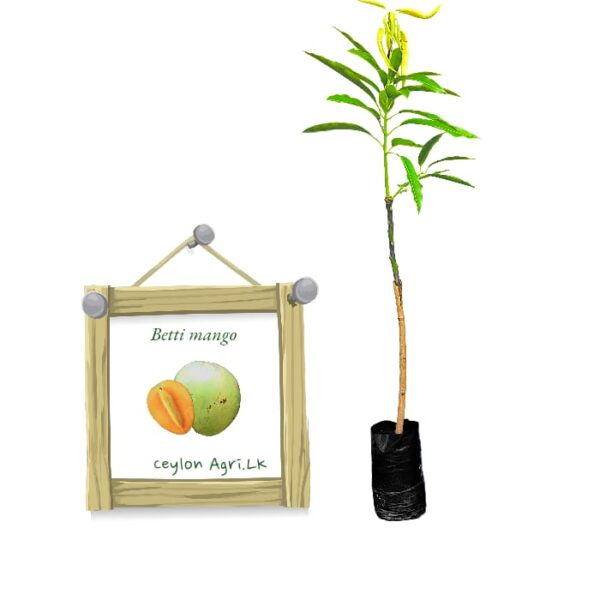 Betti Mango | බෙට්ටි අඹ (බද්ධ පැළ)